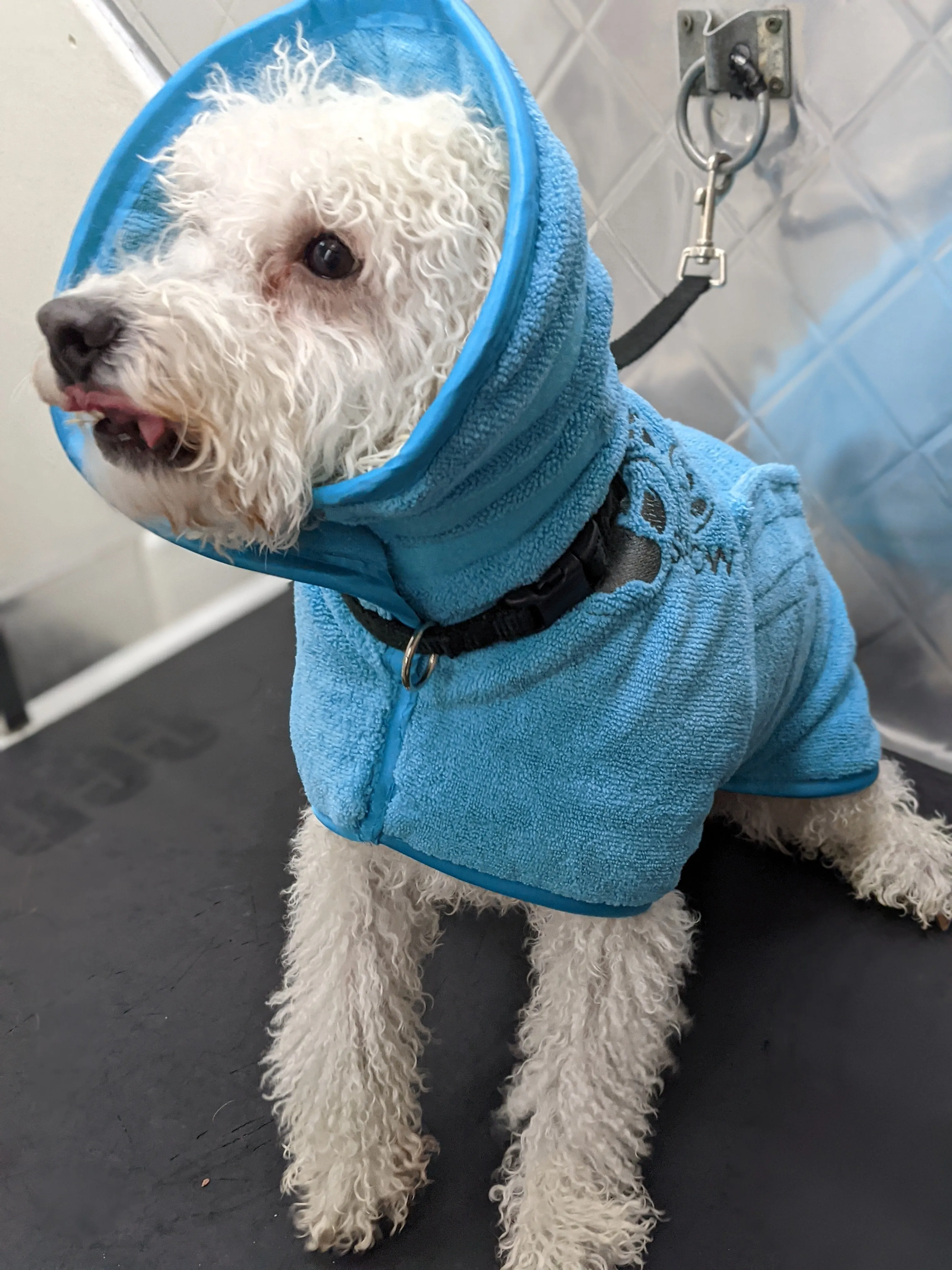 Show Tech Active Coat -Turquoise